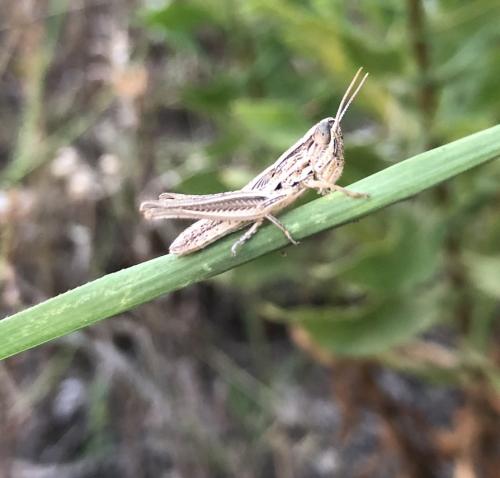 Euchorthippus sp.